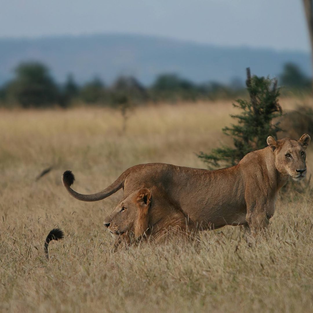 Mikumi_National_Park_Lions_100