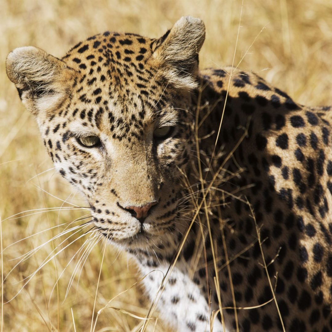 Mass Image Compressor Compressed this image. https://sourceforge.net/projects/icompress/ with Quality:80