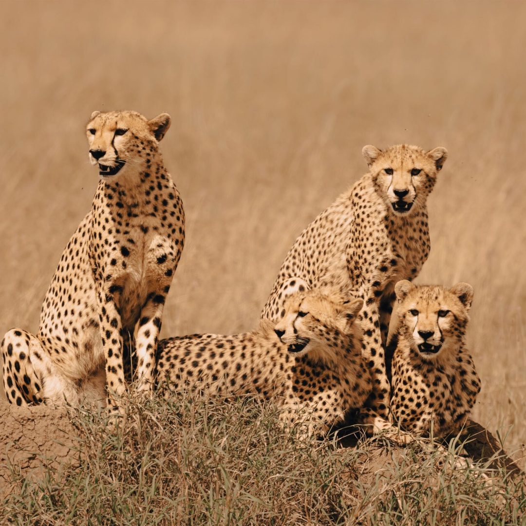Mass Image Compressor Compressed this image. https://sourceforge.net/projects/icompress/ with Quality:80
